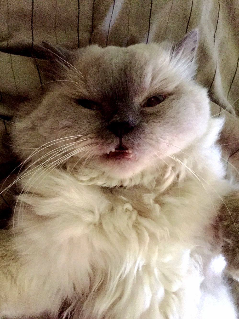 My Cat Tried to Take a Selfie