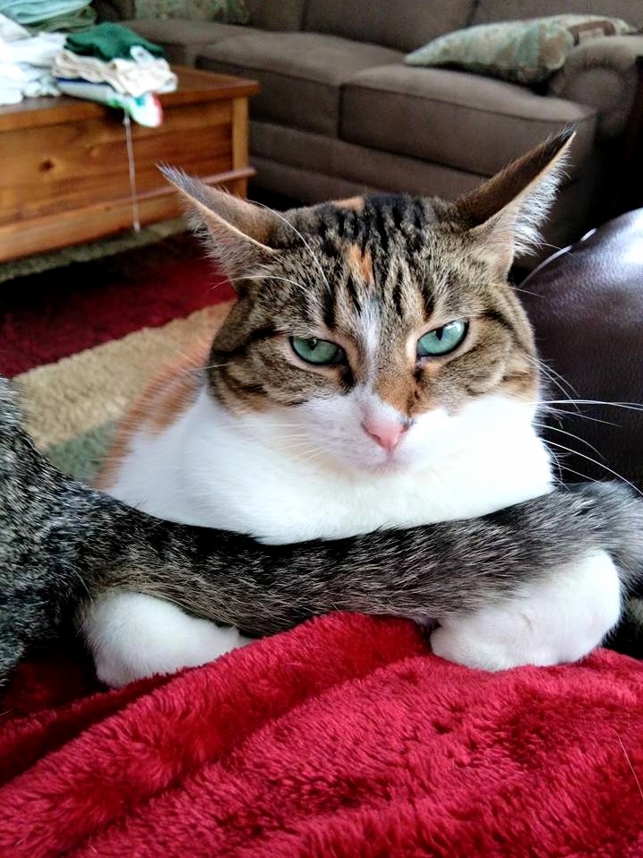 My Cat Was Clearly Not Happy About the Tail of Another Cat Being on Her....