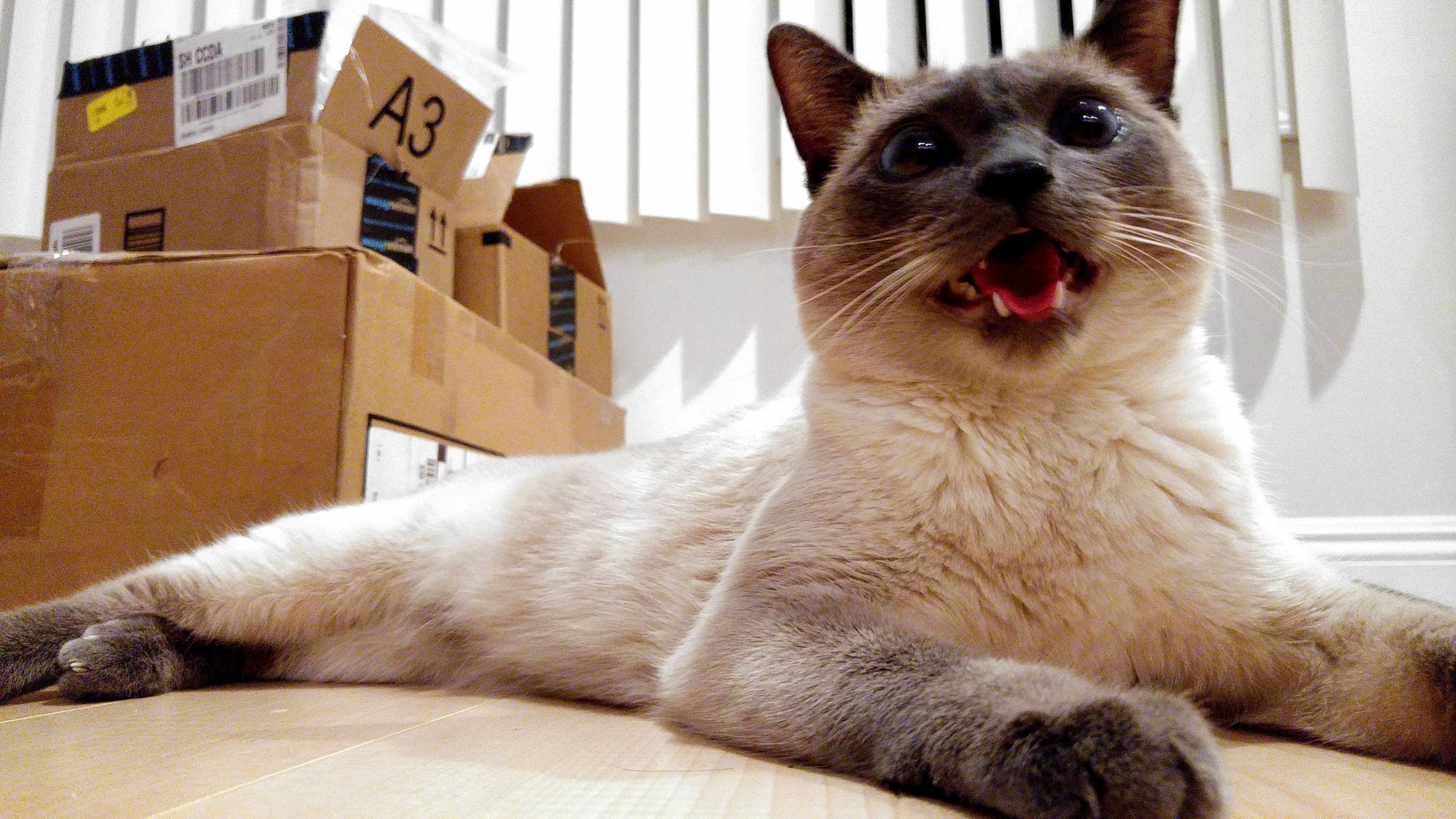 My Cats Face When I Finally Unpacked the Laser Pointer After Our Move.