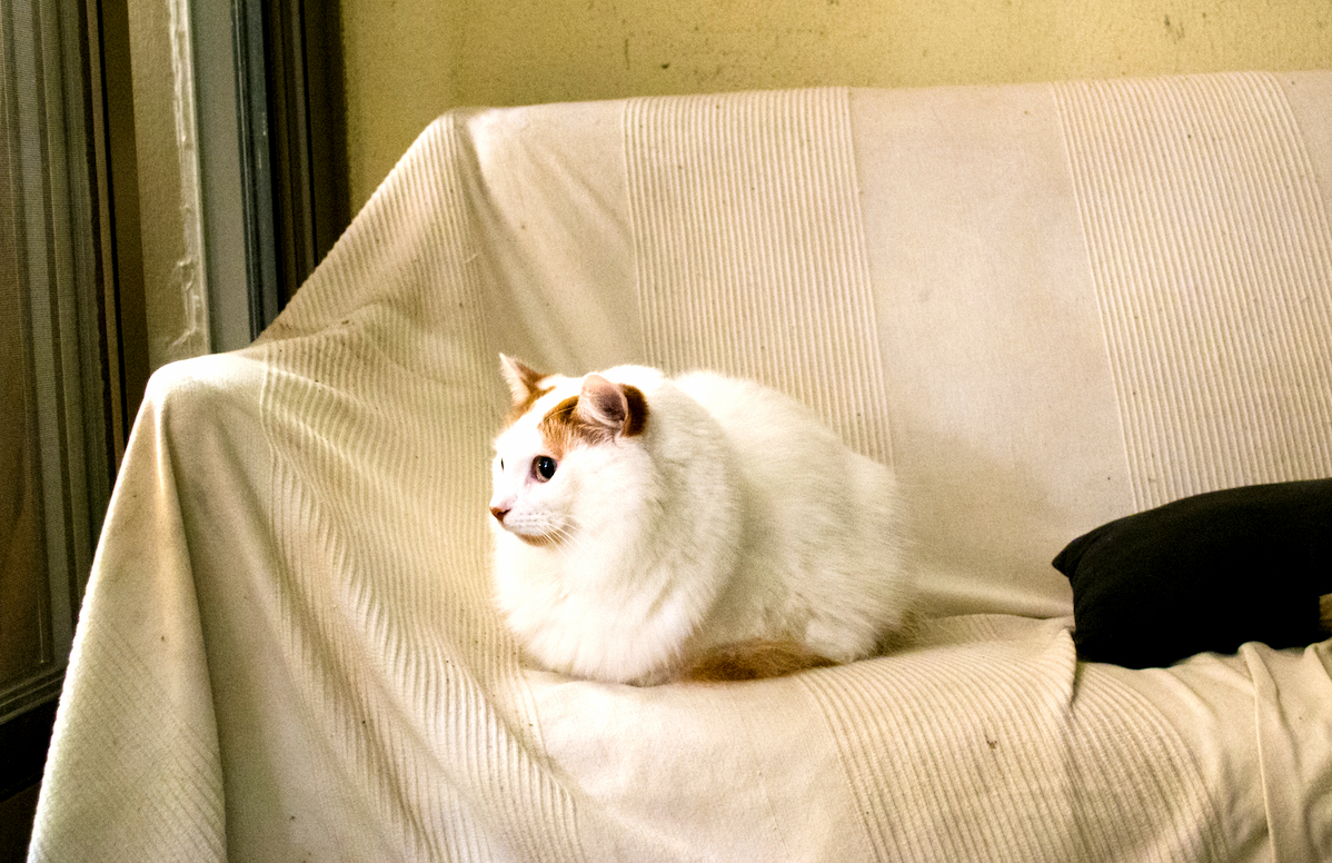 My Cats Head Looks Like a Separate Attachment Piece When He Loafs.