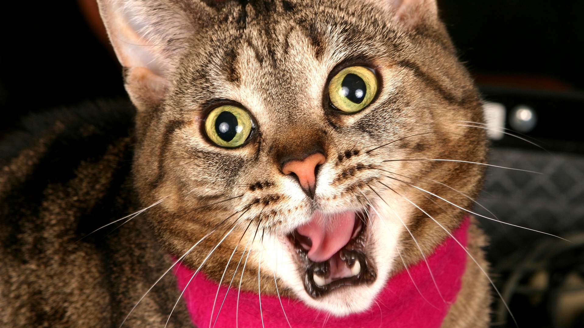 My Cats Response Watching Me After 1 Month