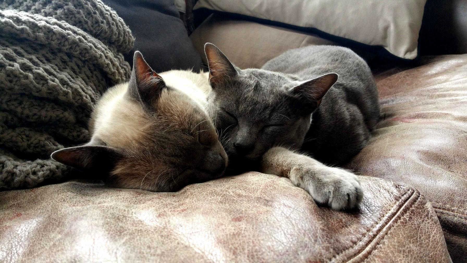 My Cats - Spaceman and Stockwell - Are the Best of Friends