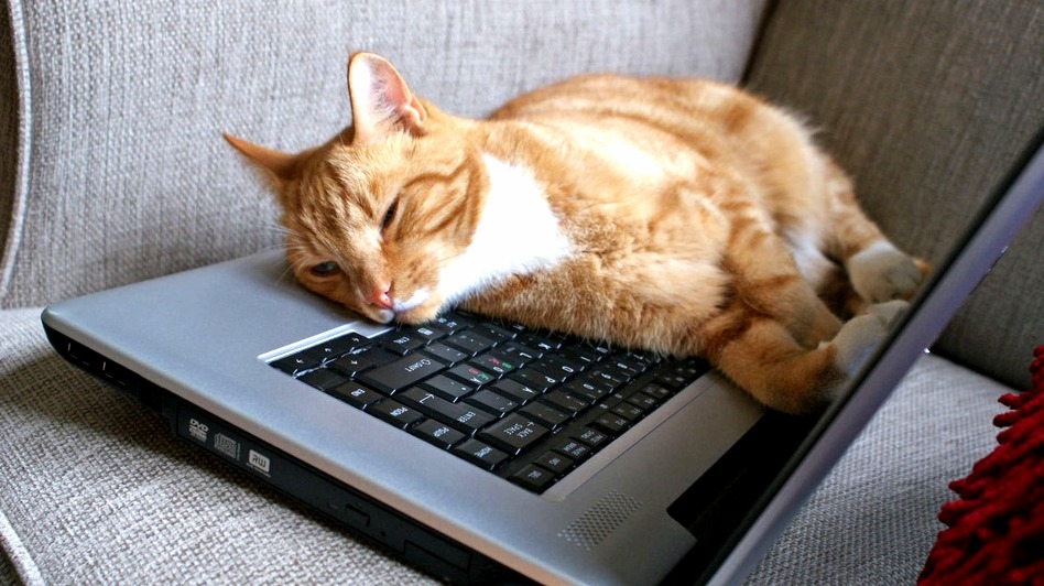 My Catty Sleepy on My Lap Top