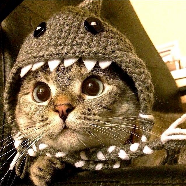 My Cousins Cat Wearing a Hat