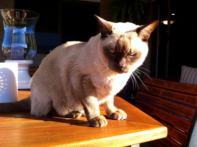 My Cranky Old Man Zeus Enjoying Some Afternoon Sun.