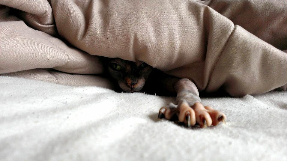 My Creepy Little Beastie