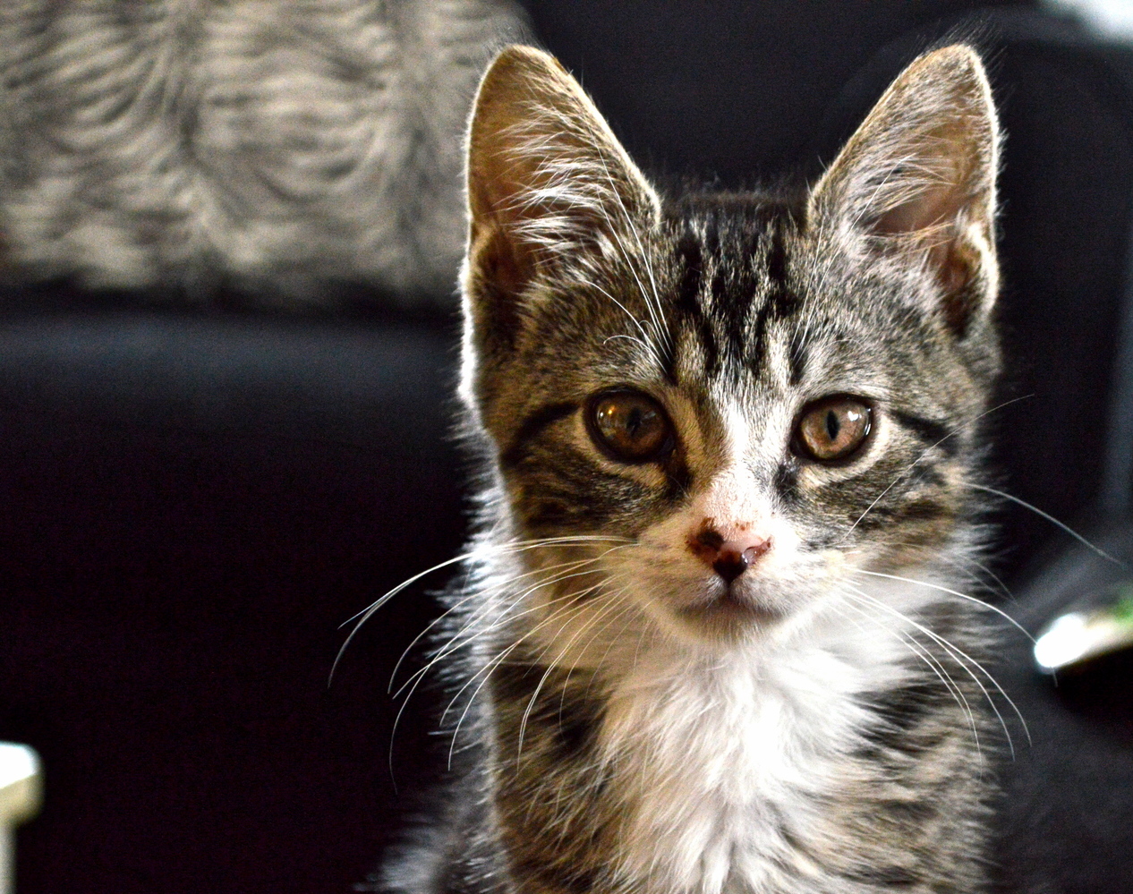 My Favorite Glamor Shot of Our New Kitten Ness.