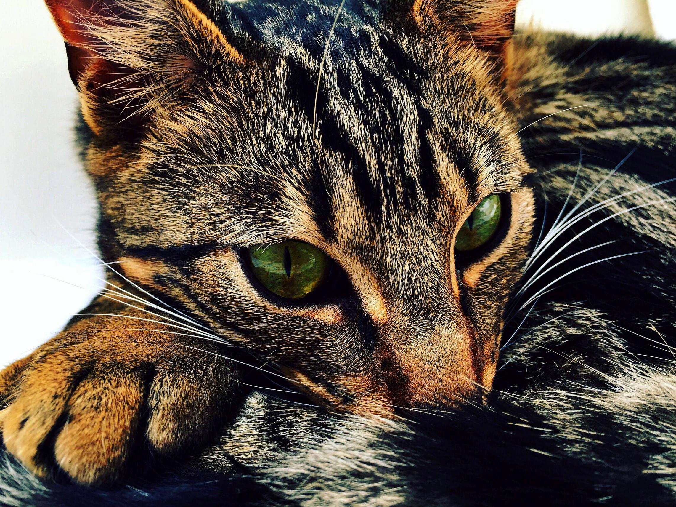 My Flatmates Cat Data