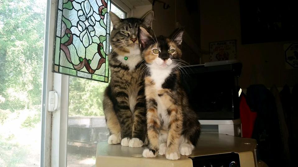 My Friend Got a Kitten to Keep Her Cat Company