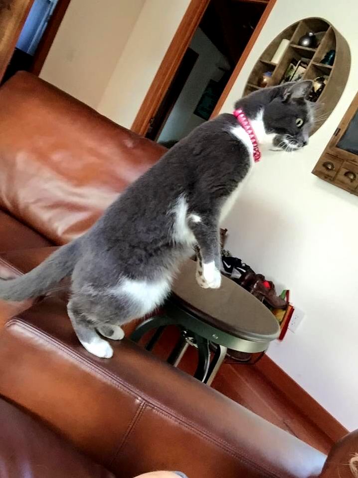 My Friend Has a Meercat