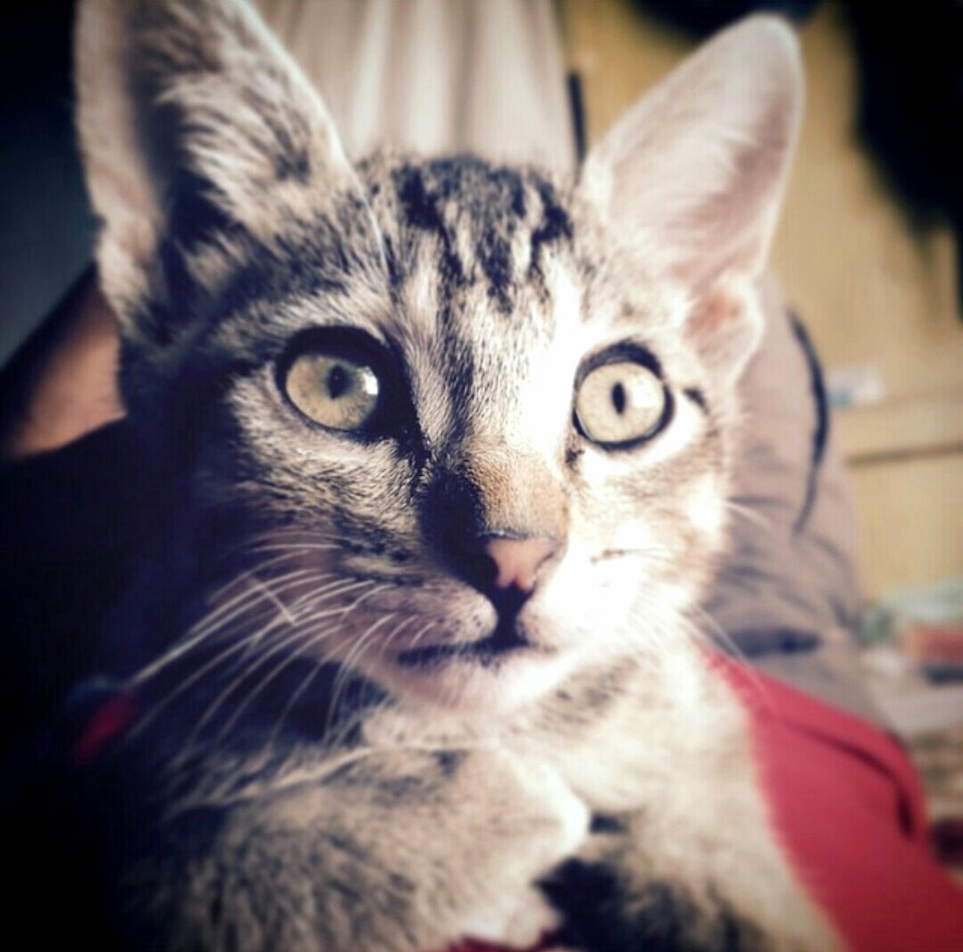 My Friend Recently Lost This Amazing Kitten