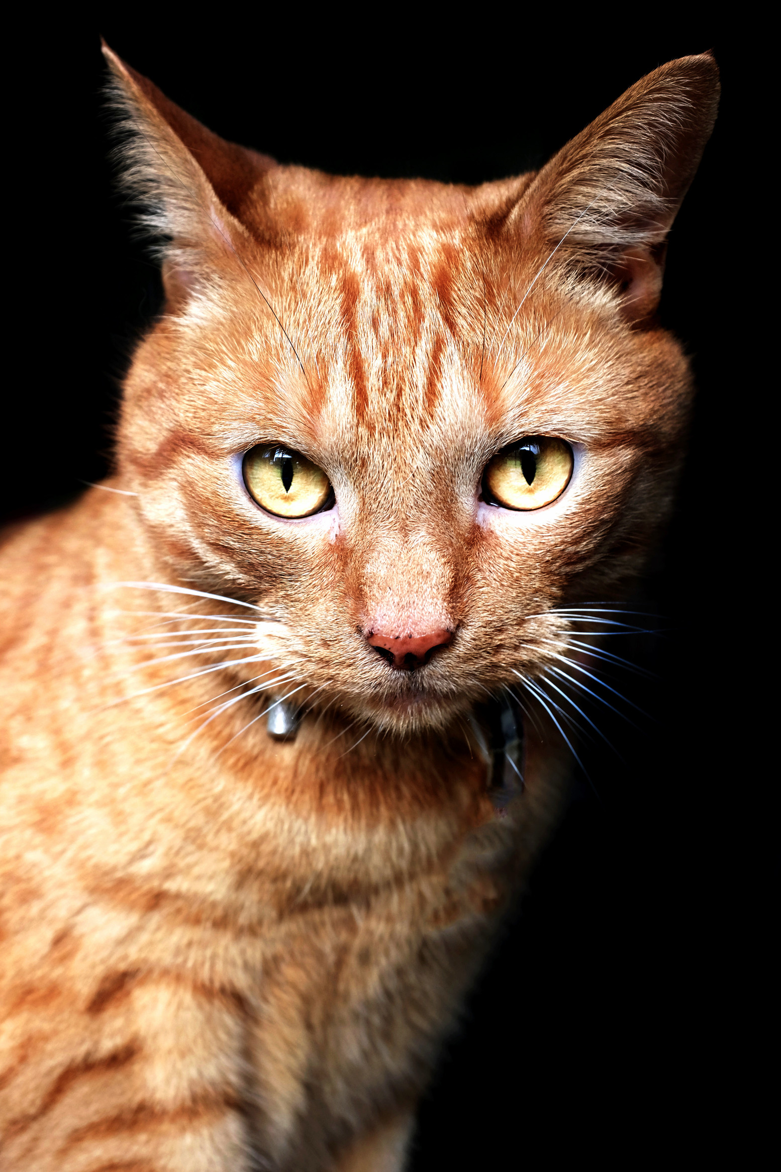My Friends Cat Kneckel Was Staring Me Down This Morning