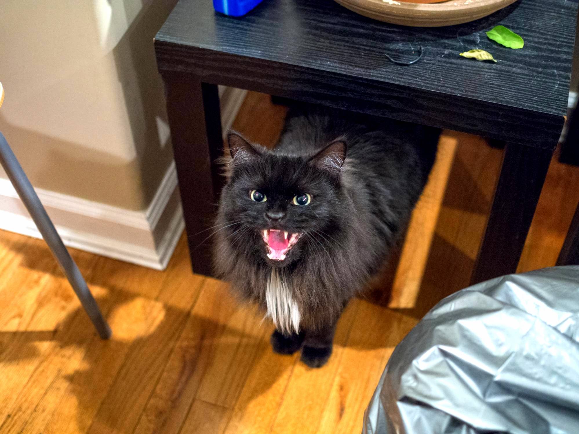 My Friends Cat Would Like Me to Leave.