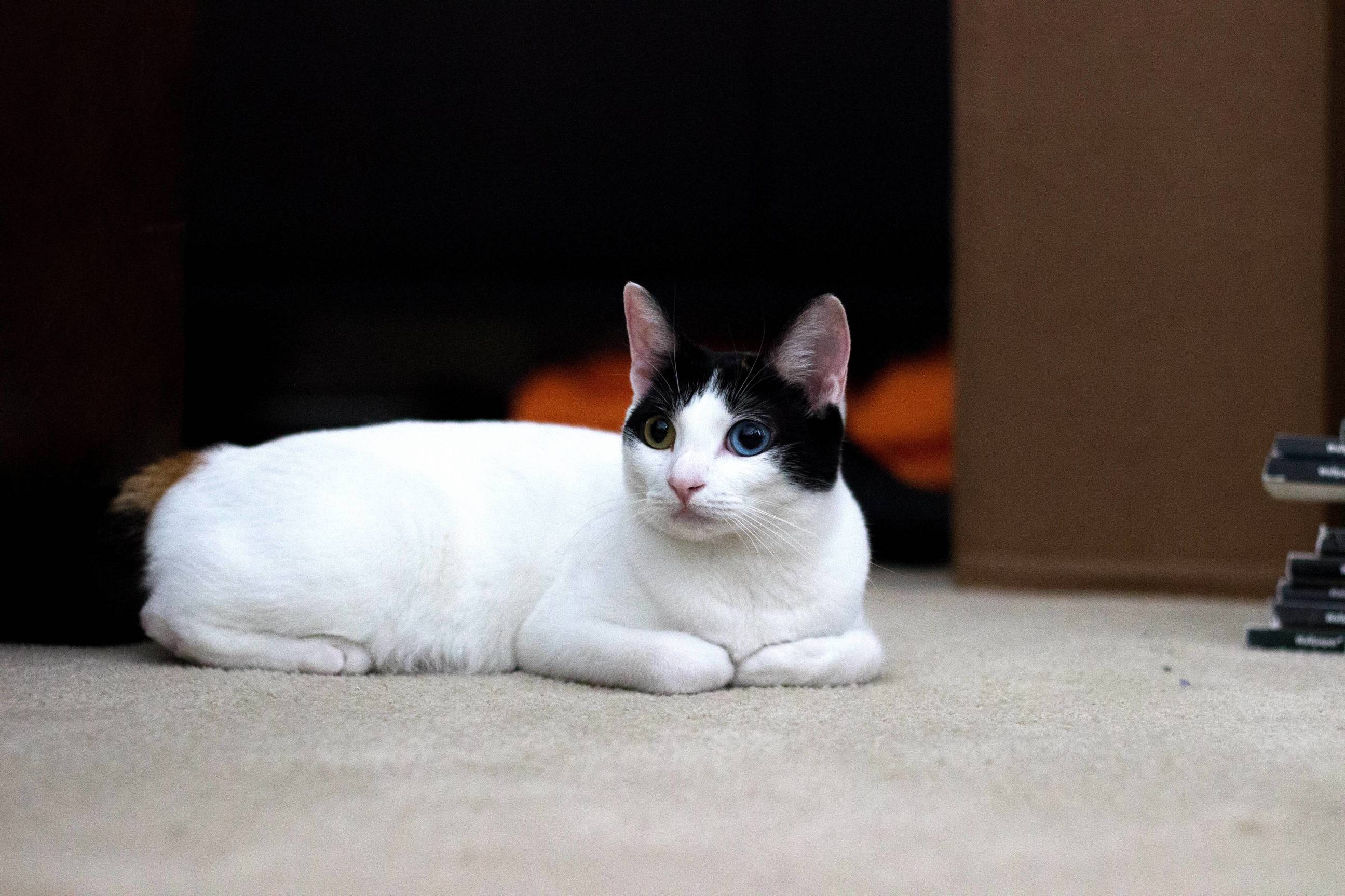 My Friends Japanese Bobtail Has Different Colored Eyes