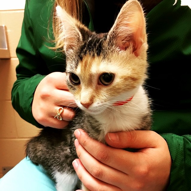 My Girlfriend and I Just Got a Cat Together Meet Maka