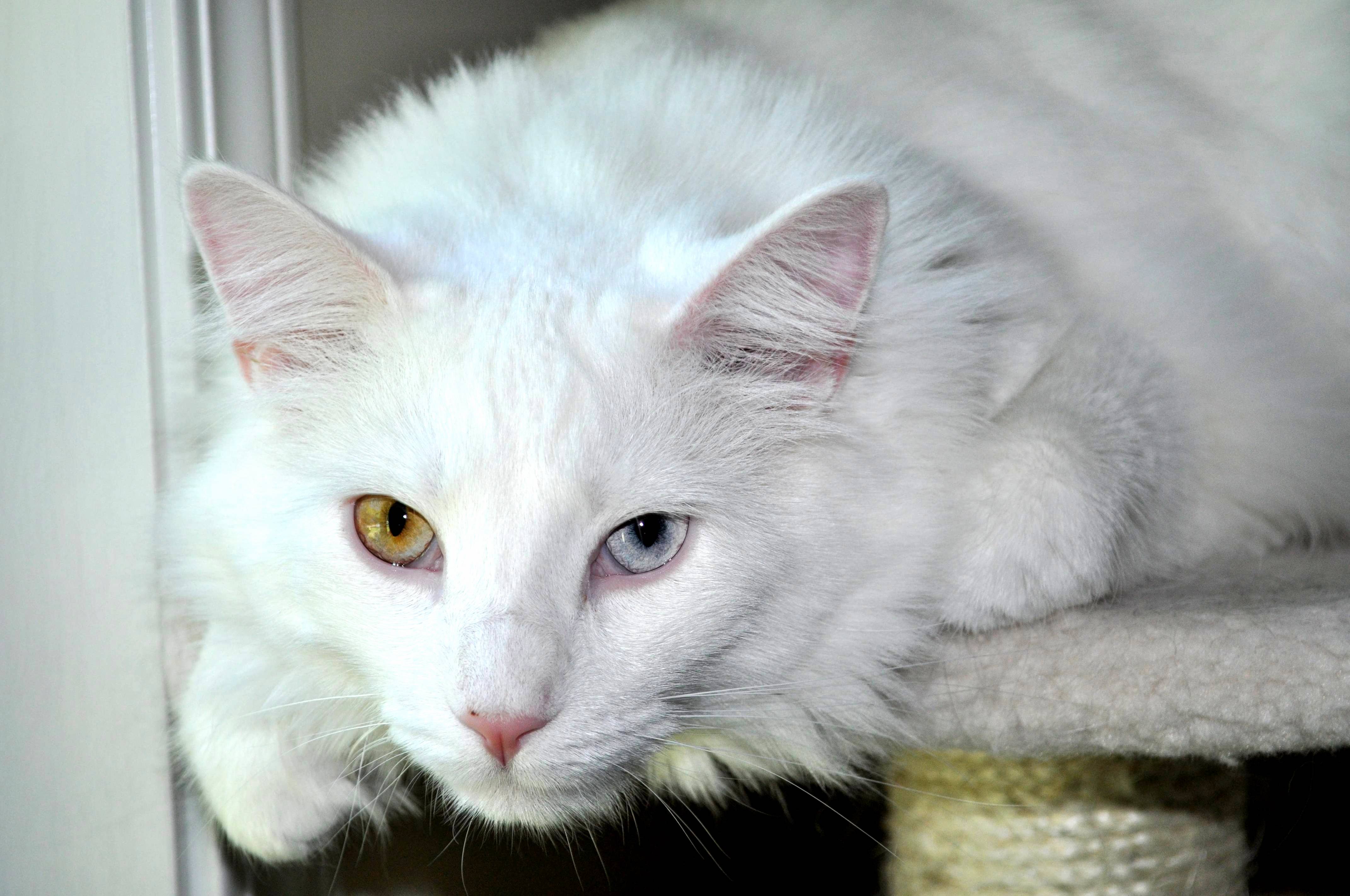 My Handsome Kitty with Heterochromia