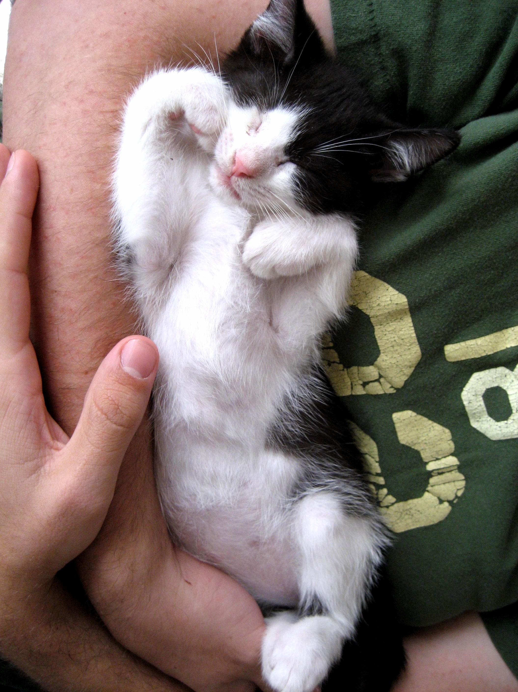 My Kitten Jerry Asleep in My Arms