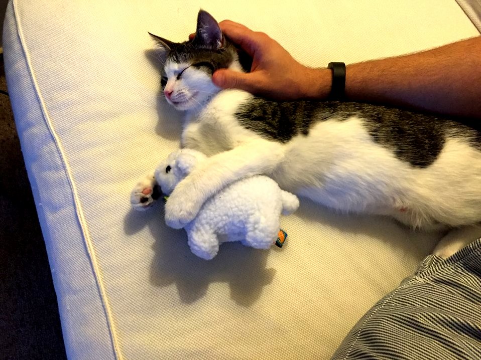 My Kitten Loves His Lamb.
