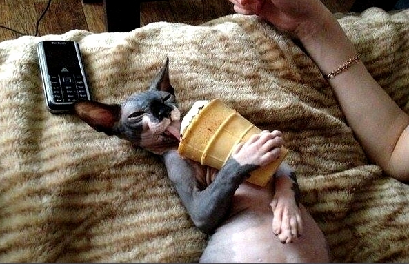 My Little Naked Pussy Is Licking Ice-cream