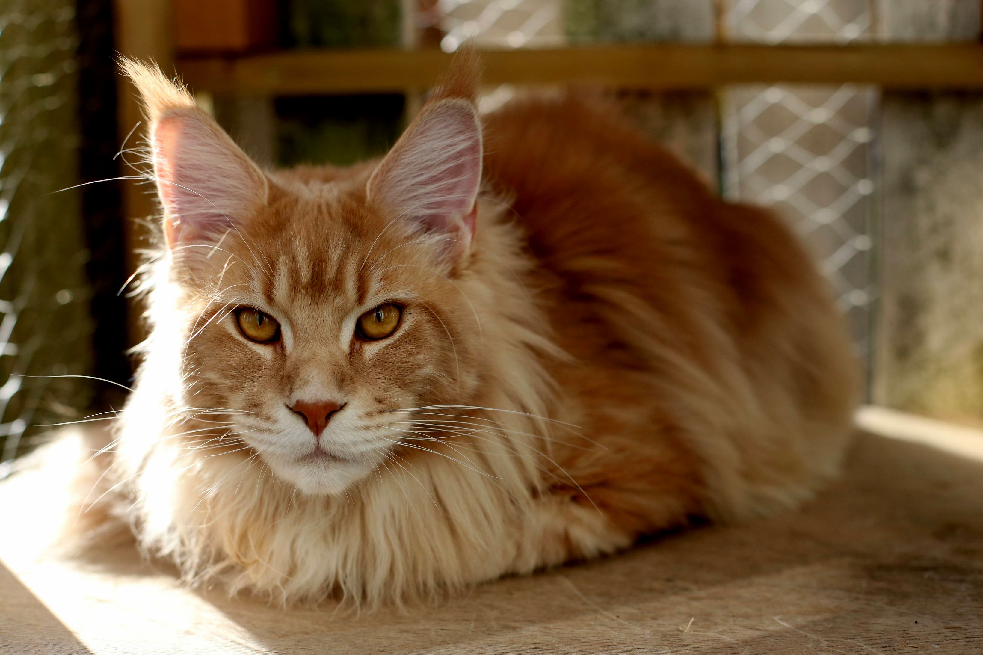 My Maine Coon Loafing in a Sun Beam