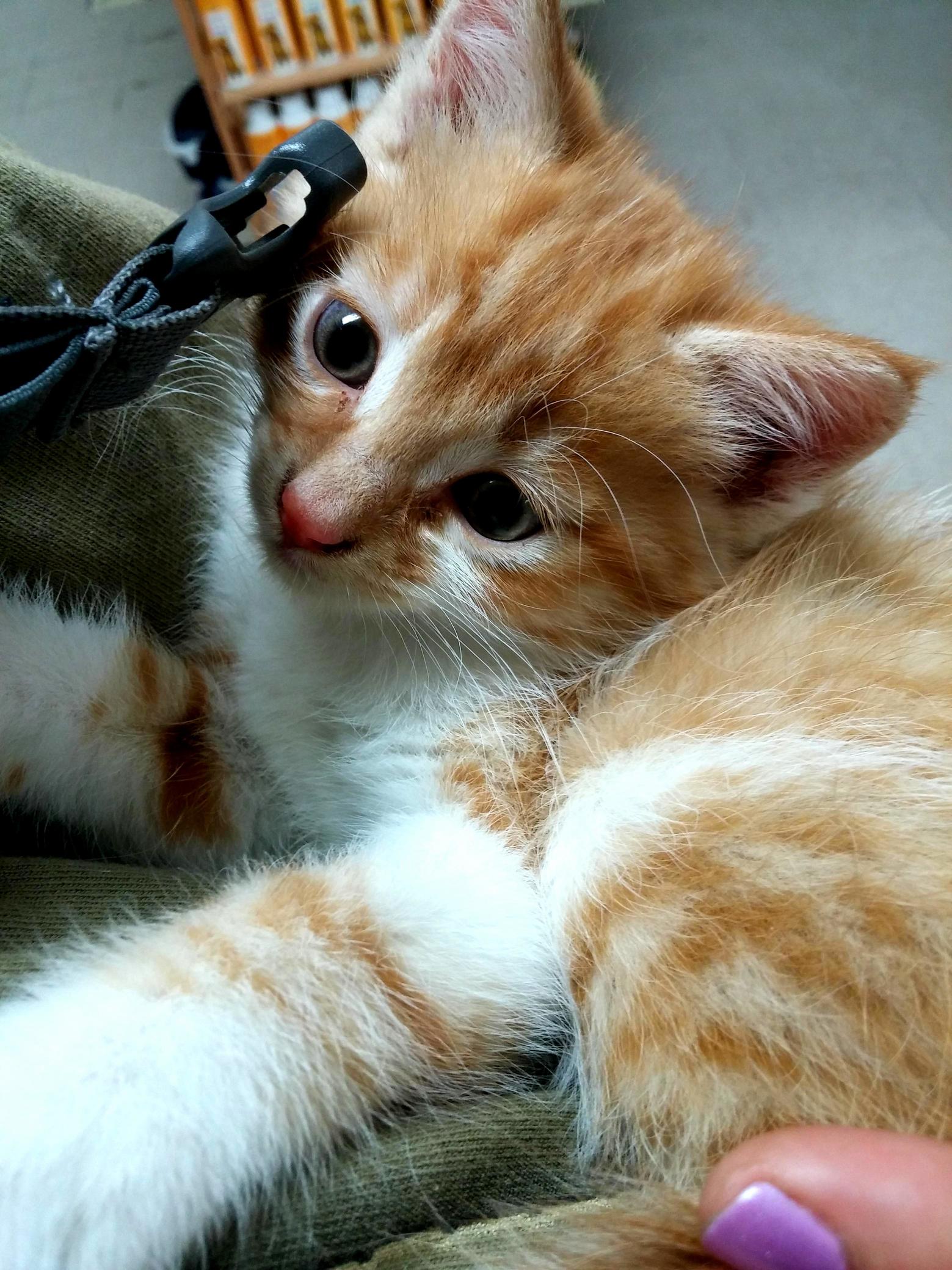 My New Babby. Creamsicle.