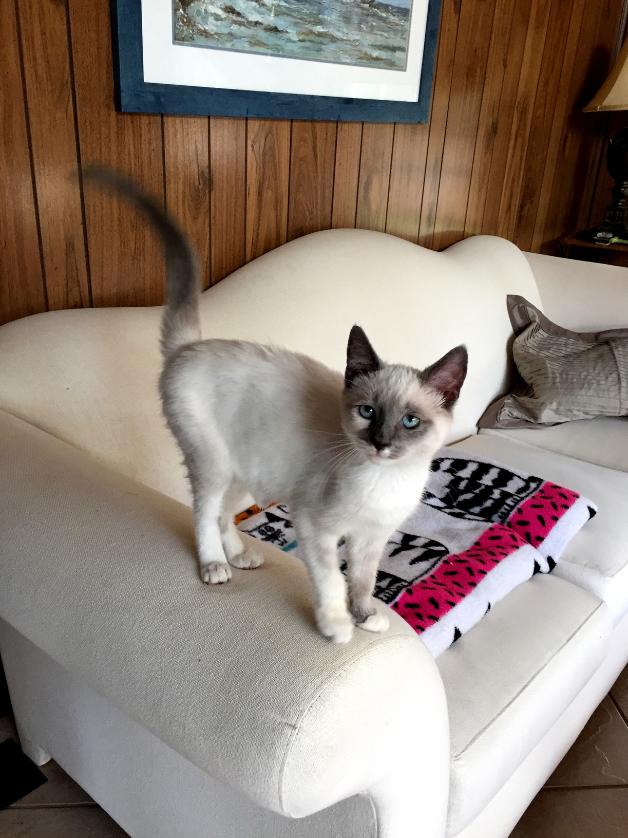 My New Roommate Pom Pom. a Rescue Kitty from Smawl