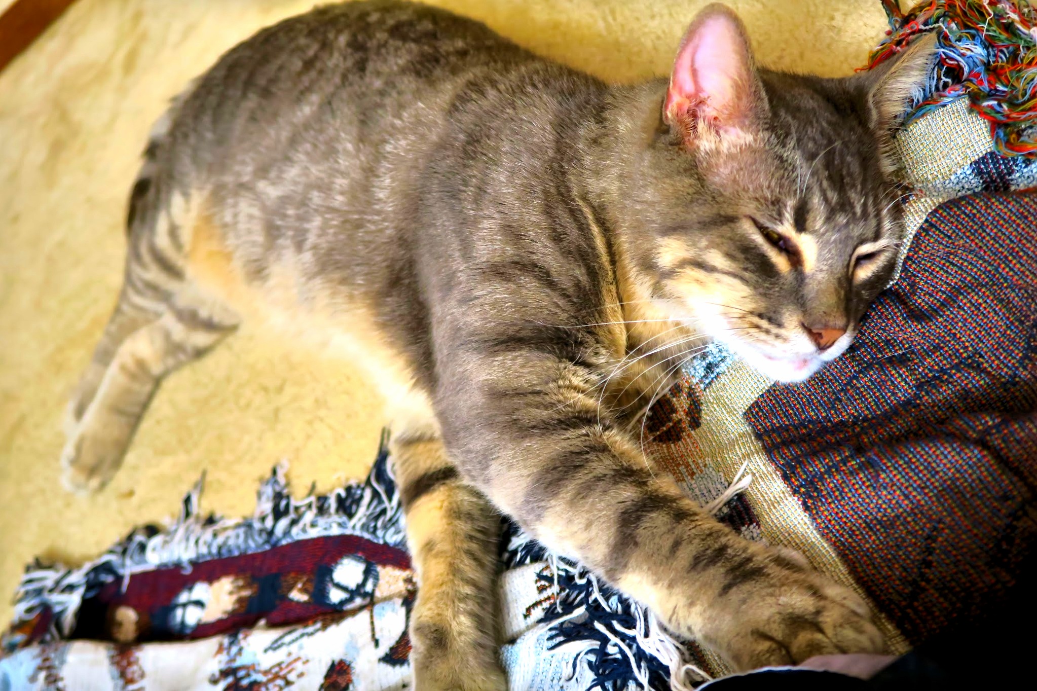 My Ninjakitty Relaxing After Watching Youtube Bird Videos