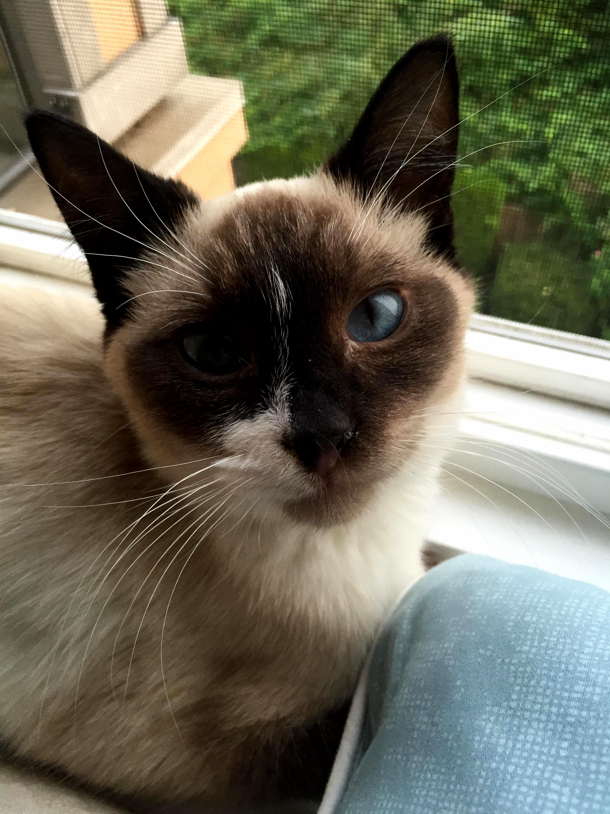 My Older Cat Wanted a Friend So I Found This Little Guy at the Shelter and Took Him Home. Meet Colonel Winston