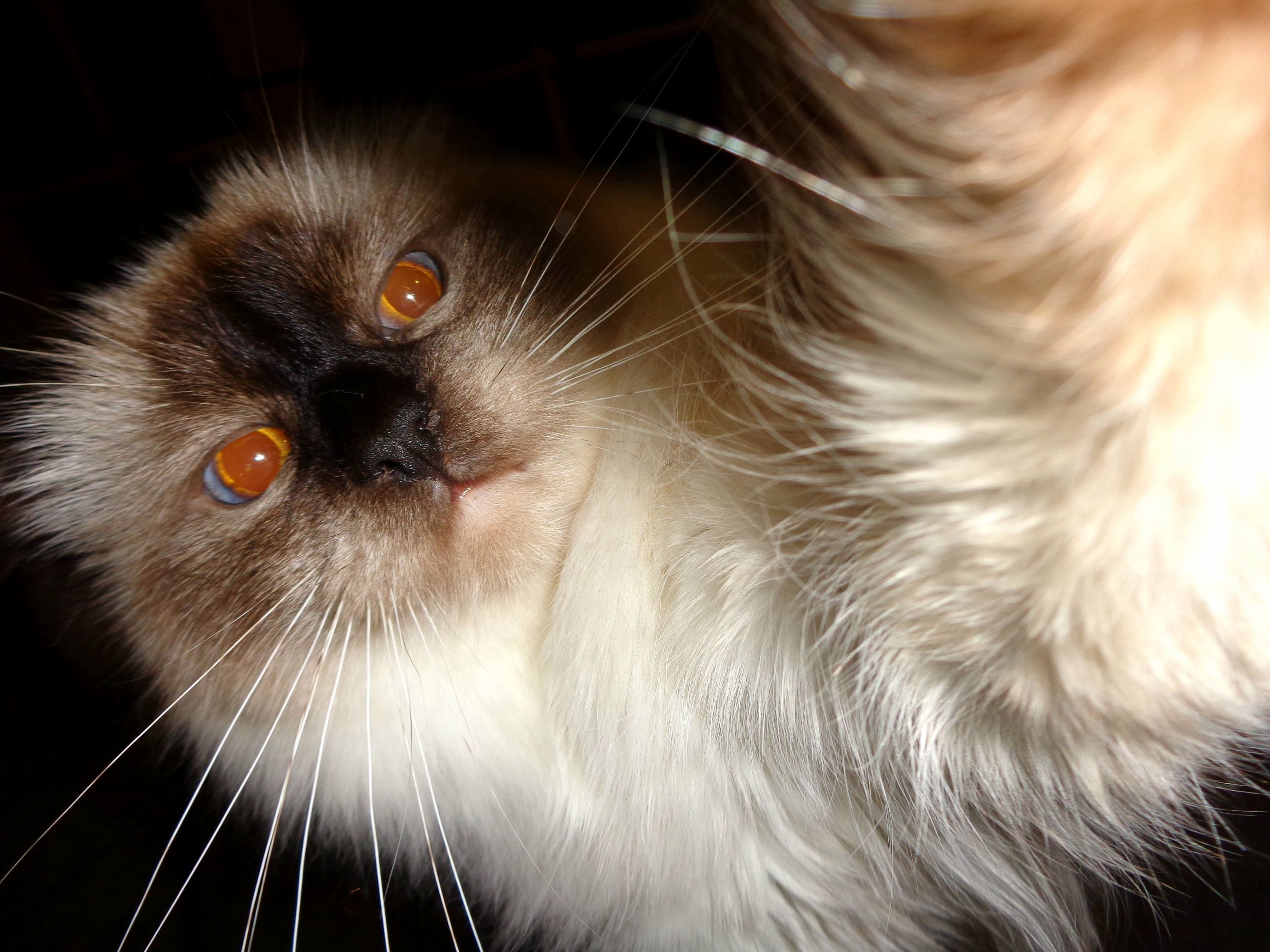 My Parents Judgmental Cat Taking a Selfie.