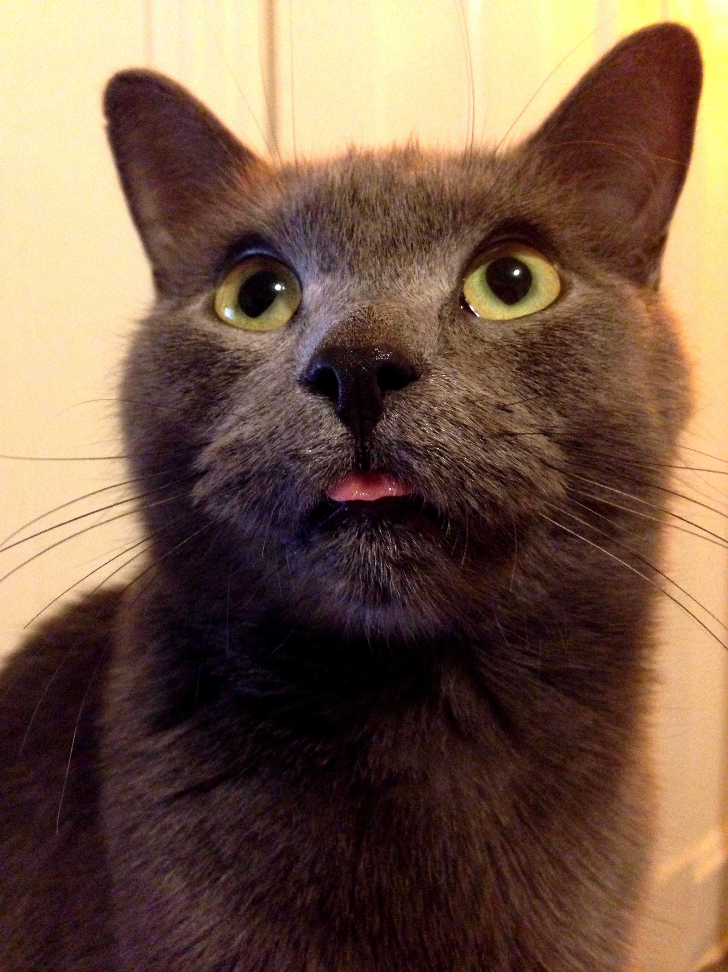 My Pretty Derp