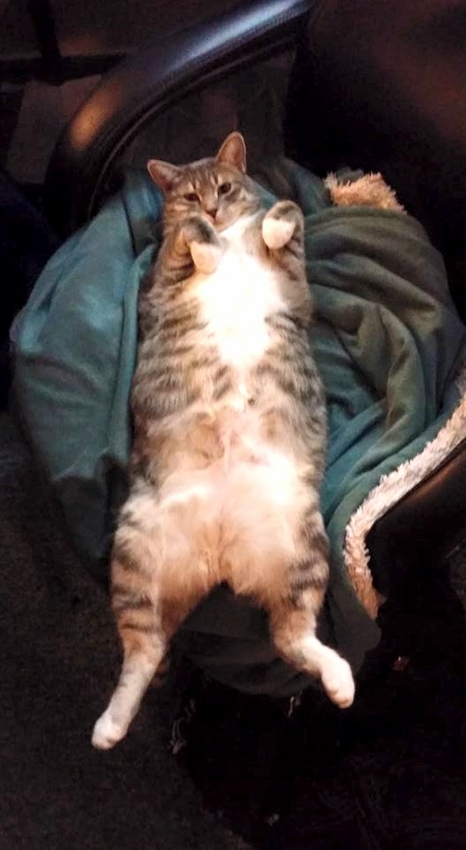 My Rescue Kitty Enjoying Life