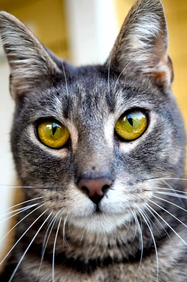 My Roommates Boyfriend Got a New Camera and Tested It Out on My Cats. He Looks Gorgeous