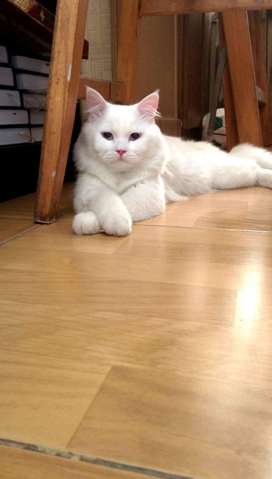 My Simba the Feline King Turned 1 Year Old Today.