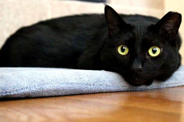 My Sisters Feral Cat Onyx Evander.