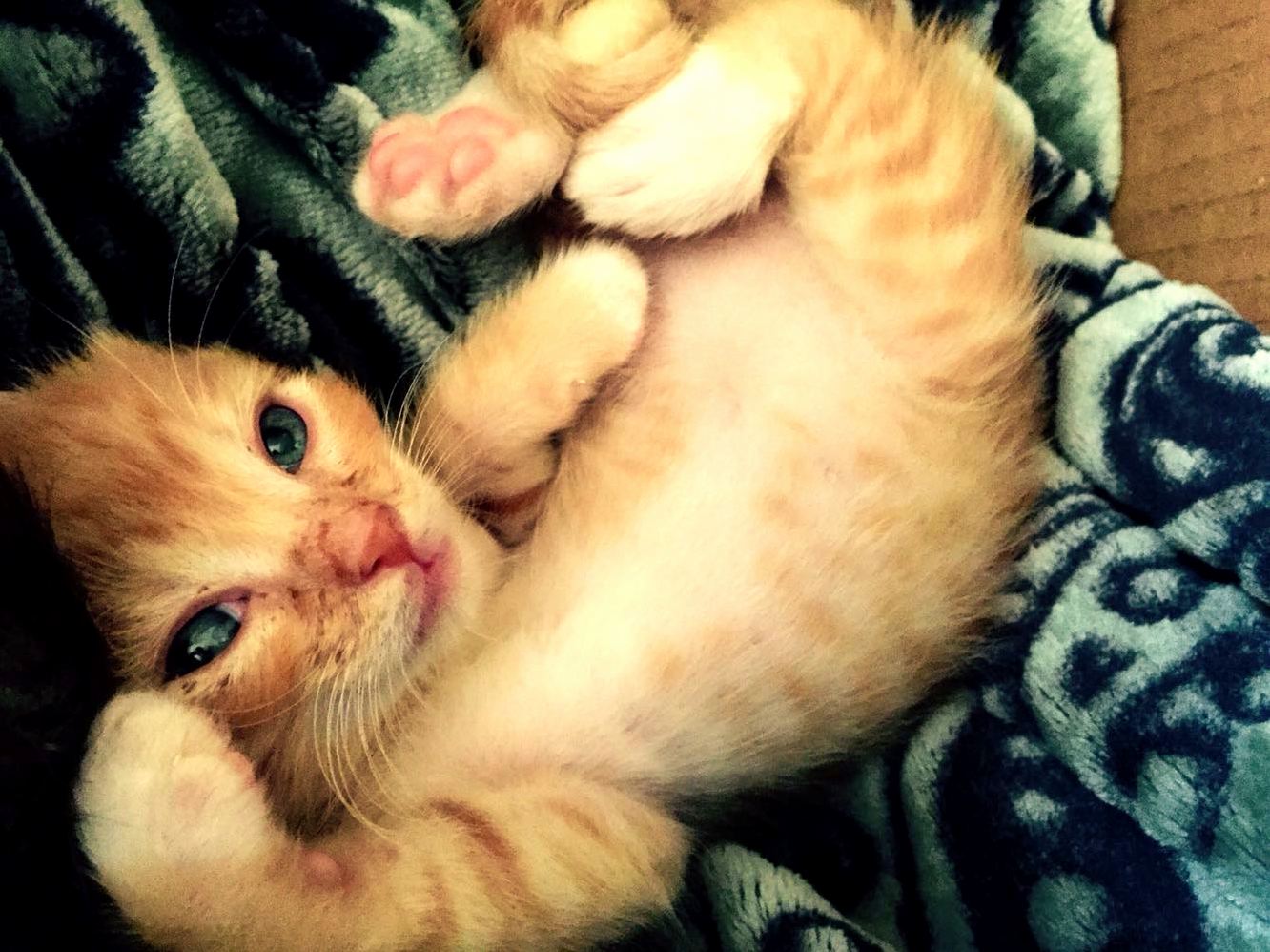 My Sisters Kitty. Those Eyes...