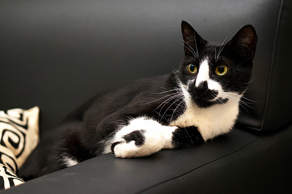 My Tuxedo Cat Is Alert
