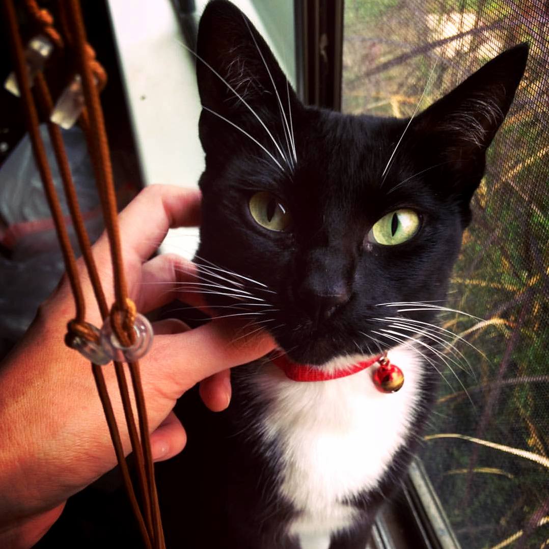 My Tuxedo Girl Lola.