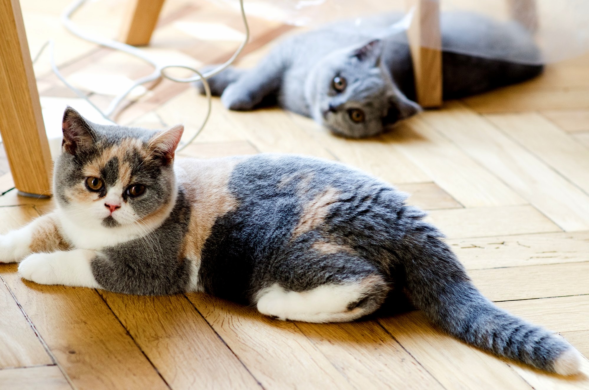 My Two British Shorthair Kittens