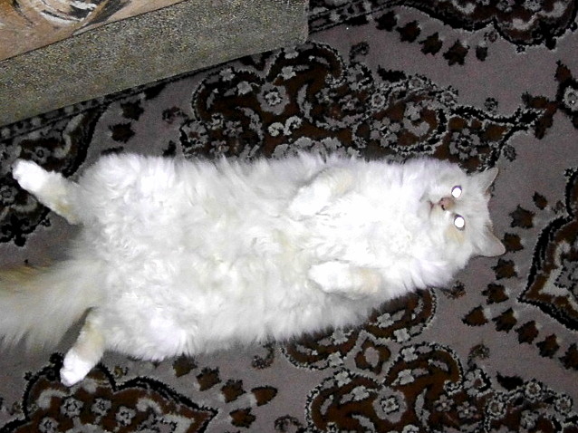 My Zombie Cat