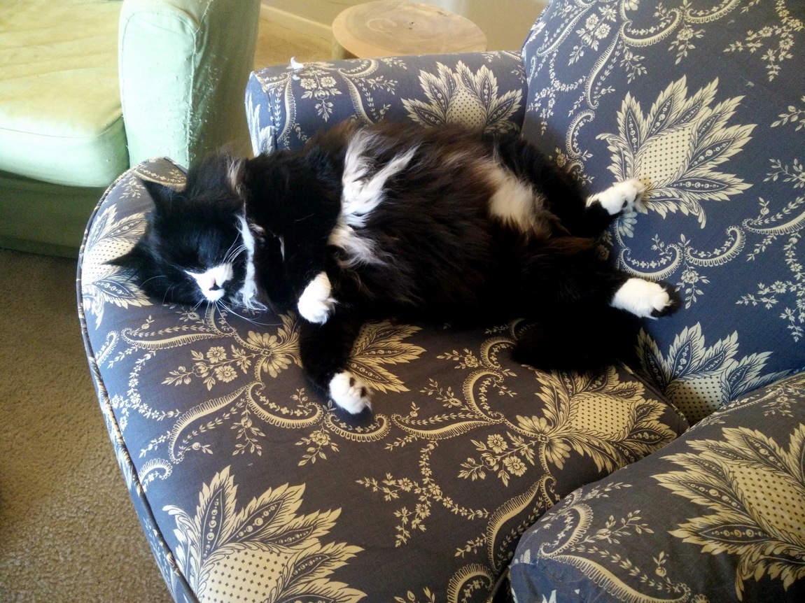 Nap Belly of My Cat