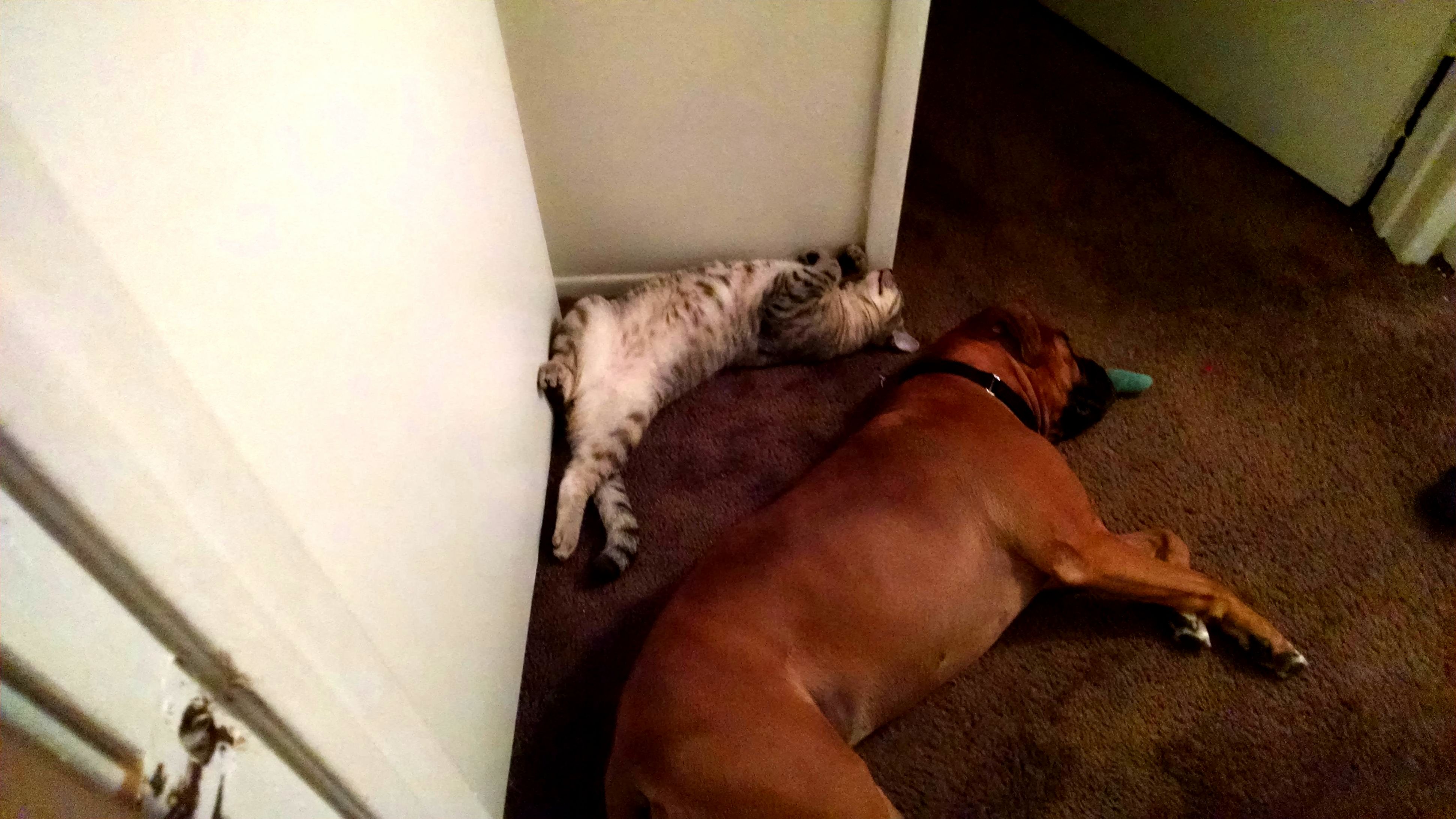 Napping with His Buddy