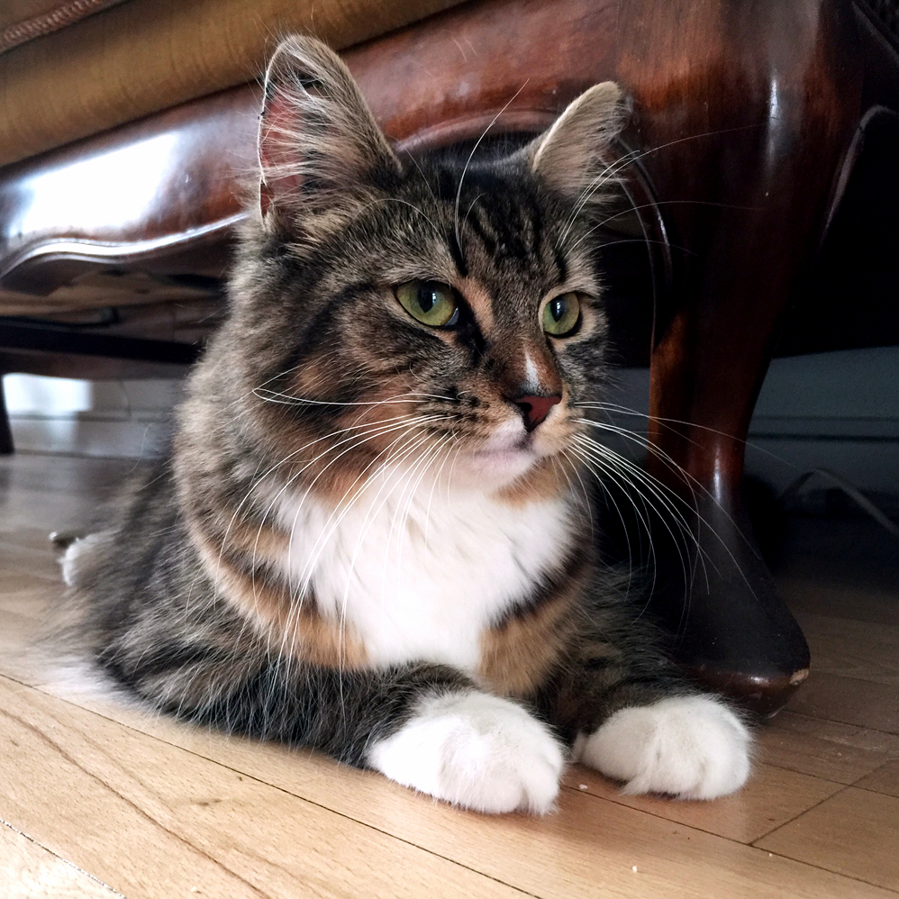Newly Adopted 8 Months Old Stella a Norwegian Forest Cat.