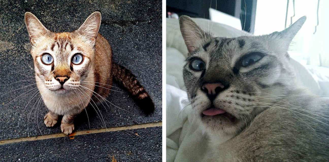 Normal Miao San and Sleepy Miao San