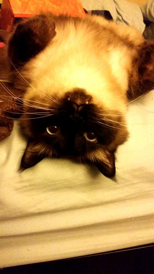 Oh Hai