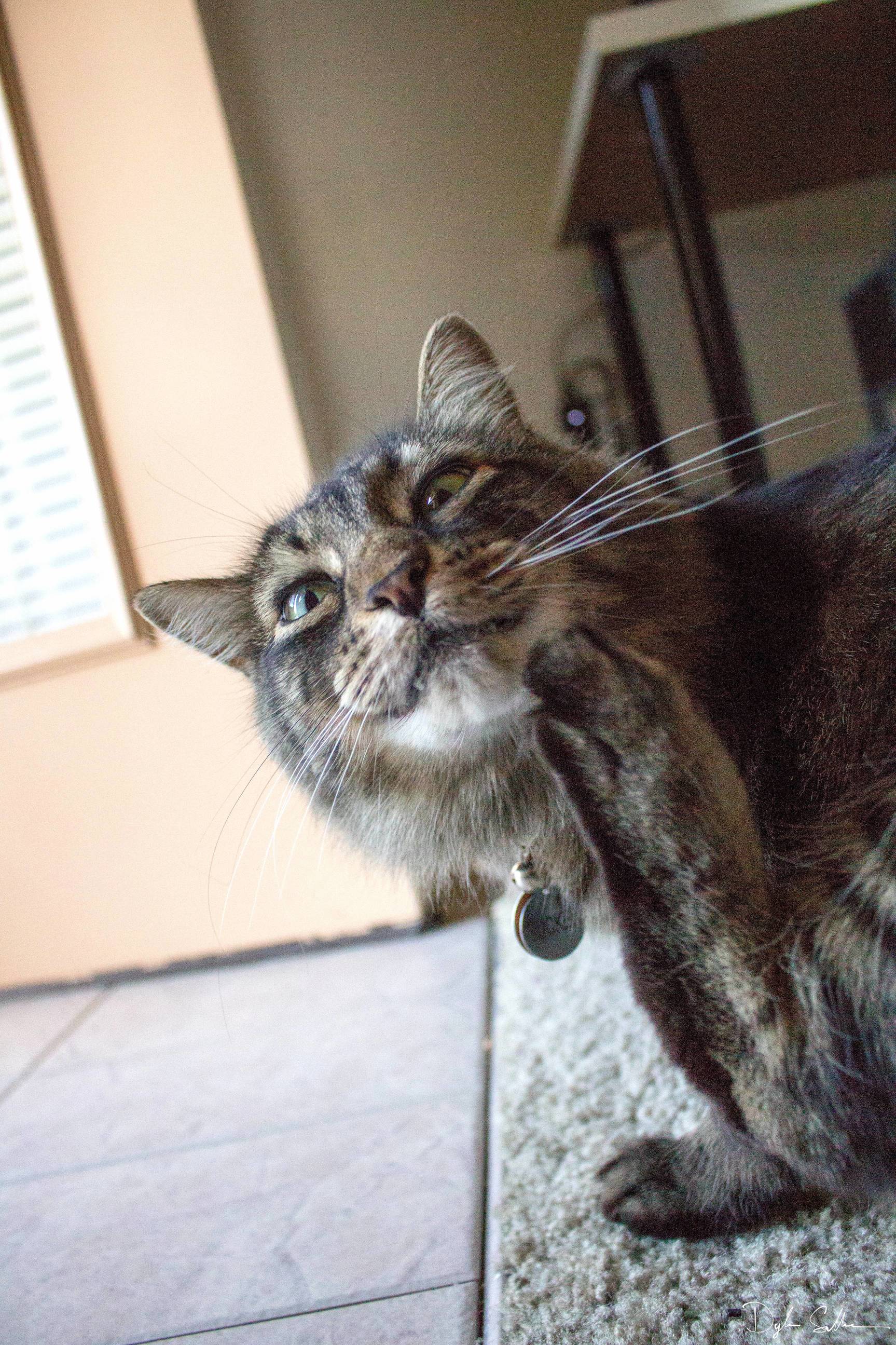 Oh Hello There Human