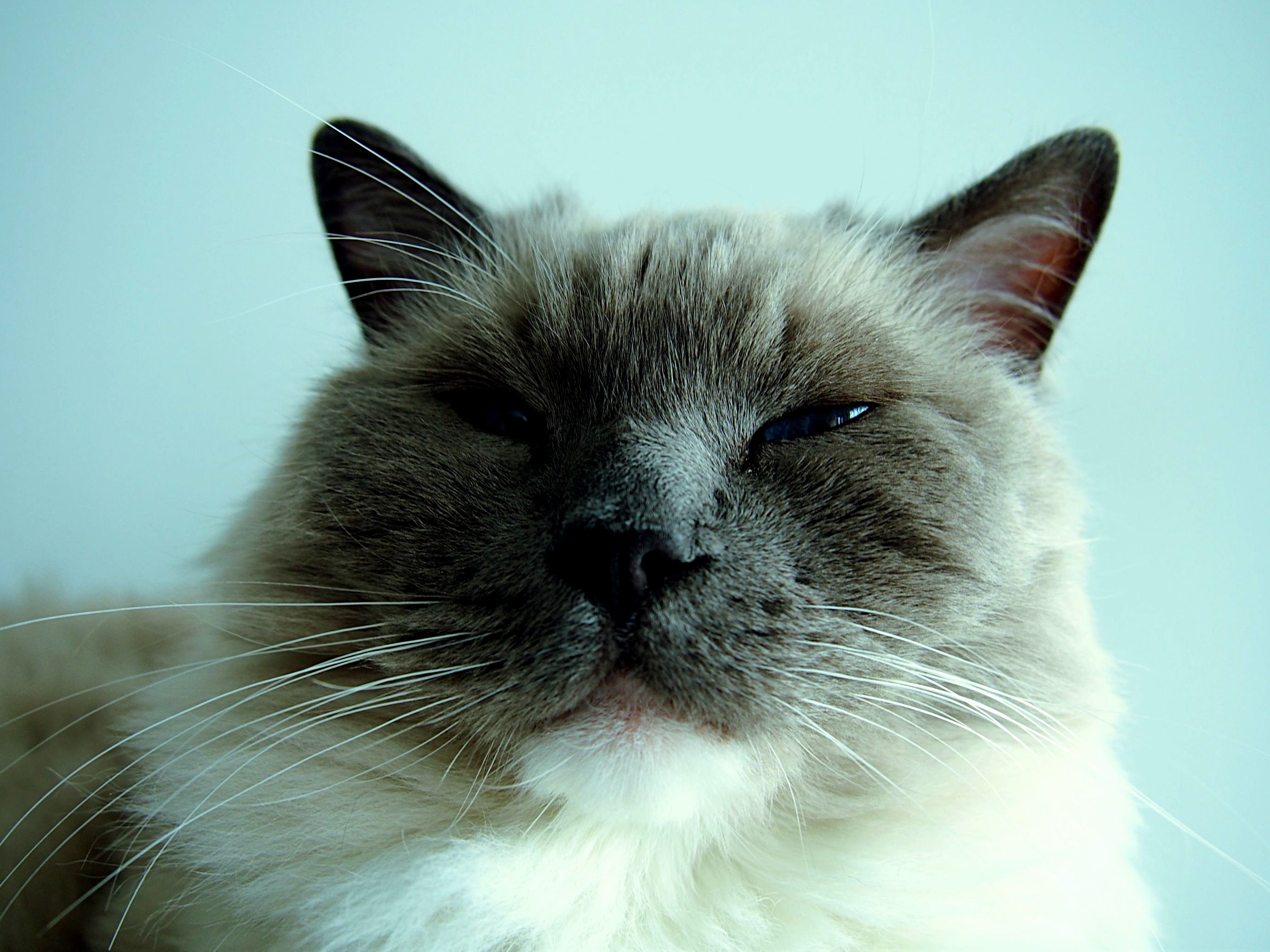Oh Sorry Sir Did I Wake You Up