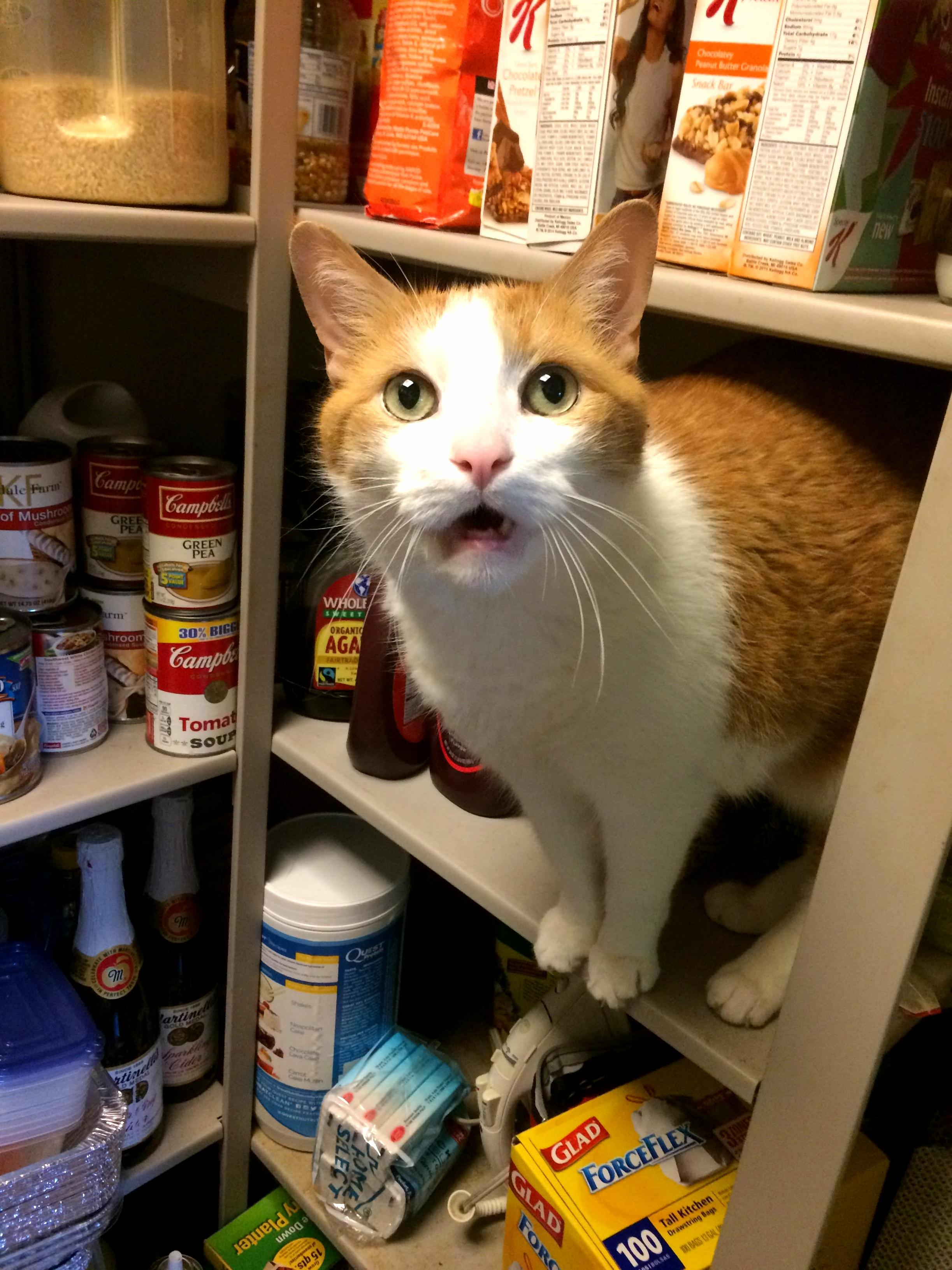 Old Man Jack Missing Teeth Begging for Dessert.