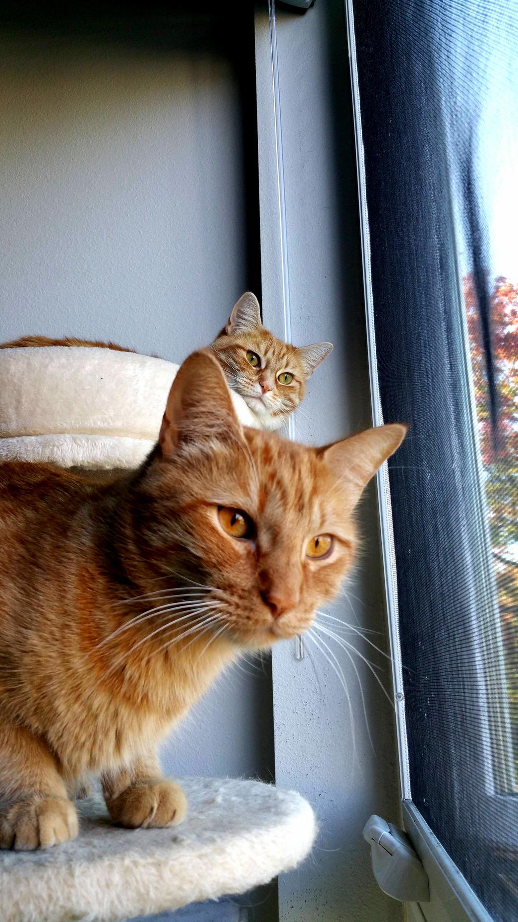 Oliver and Olivia Love Their Morning Window Time
