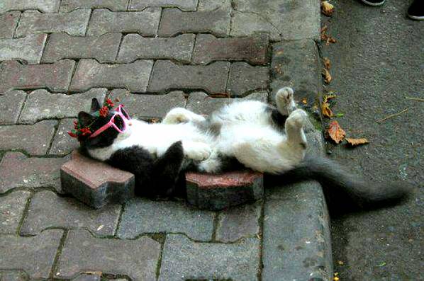 One Cool Kitty