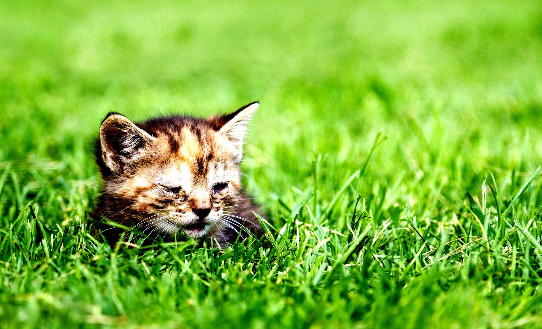 One of the Barn Kittens I Met the Other Day.
